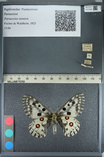 Media type: image;   Entomology 174958